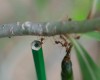 قوی‌ترین مورچه دنیا +عکس