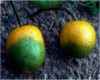 پرتقال، دانه‌ای ۱۰۰,۰۰۰ تومان!