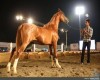 اسب‌های اصیل در تهران