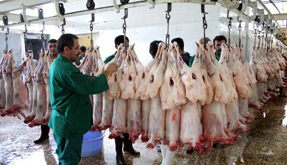 ثبات قیمت گوشت گوسفند+نرخ دام صادراتی