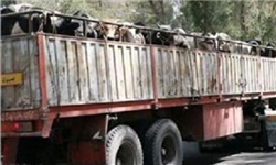 هشدار ستاد مبارزه با قاچاق کالا درباره «افزایش قاچاق دام زنده»+سند