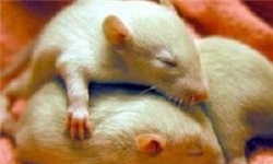 پاداش برای کشتن موش‌ها