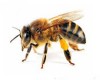 بزرگ ترین و خطرناک ترین زنبور جهان+ عکس