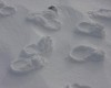 کشف رد پاهای عجیب بر روی برف! + تصاویر