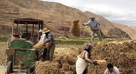 غفلت‌های بزرگ دولت در طرح «نکاشت»