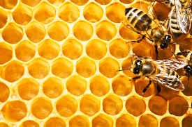 صادرات بیش از ۵ هزار تن عسل/ ترک‌ها مشتری اصلی عسل ایرانی