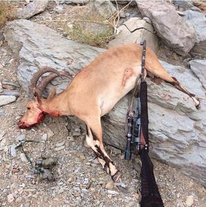روایتی دردناک از شکار در ایران