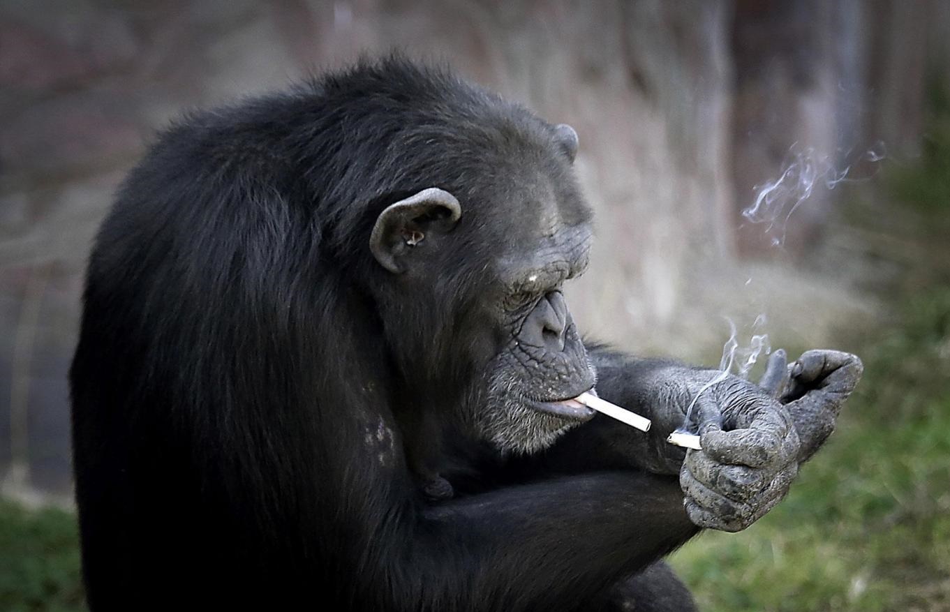 تصاویر/ شامپانزه سیگاری در کره شمالی!