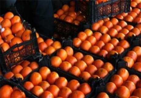افزایش قیمت پرتقال و نارنگی/ سرمازدگی ۲۰ درصد از پرتقال‌ها