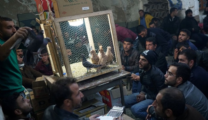 تصاویر/ تجارت کبوترهای لوکس در ترکیه