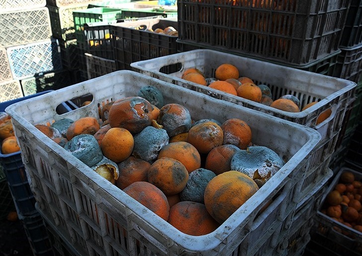 پرتقال های ایرانی در انبارها فاسد شد/ وفور مرکبات خارجی در بازار