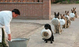 عکسی جالب از سگ‌های پلیس چین در صف غذا