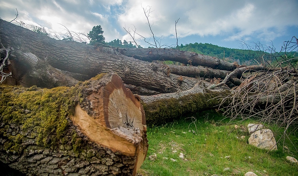 عکس: لحظات تکان‌دهنده از قاچاق چوب/ نابود کردن درخت توسط انسان