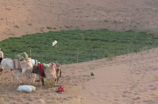کشت هندوانه دیم در دل کویر! +عکس