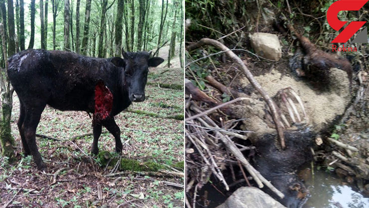 حمله پلنگ گرسنه به ۱۷ گاو در شفت +عکس