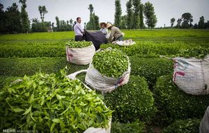 افزایش ۴۱ درصدی قیمت چای در کشور