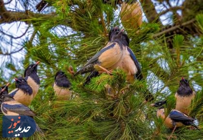 گونه های مختلف پرندگان در ایران + تصاویر  