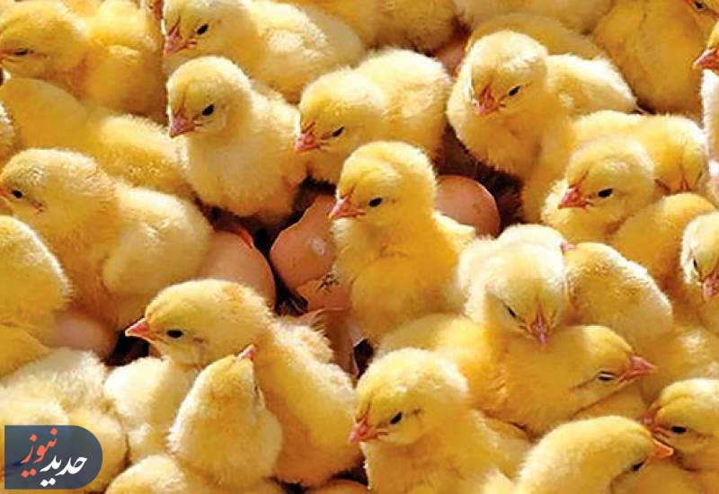 تدبیر دولت | تامین نیاز مرغ با 130 میلیون قطعه‌ جوجه‌ریزی ‌