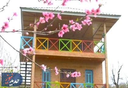 شکوفه‌های بهاری در سوادکوه + تصاویر  