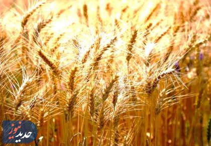 رکوردزنی خرید تضمینی گندم و خودکفایی در تولید