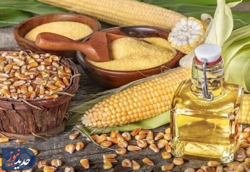 دانه‌های روغنی در حادثه اسکله شهید رجایی آسیبی ندیدند