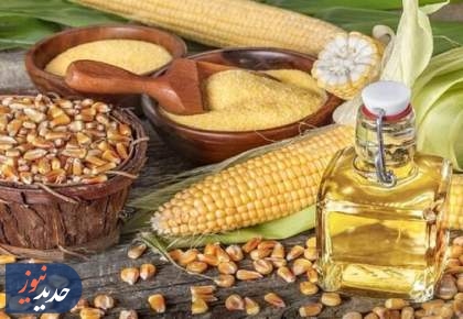 دانه‌های روغنی در حادثه اسکله شهید رجایی آسیبی ندیدند