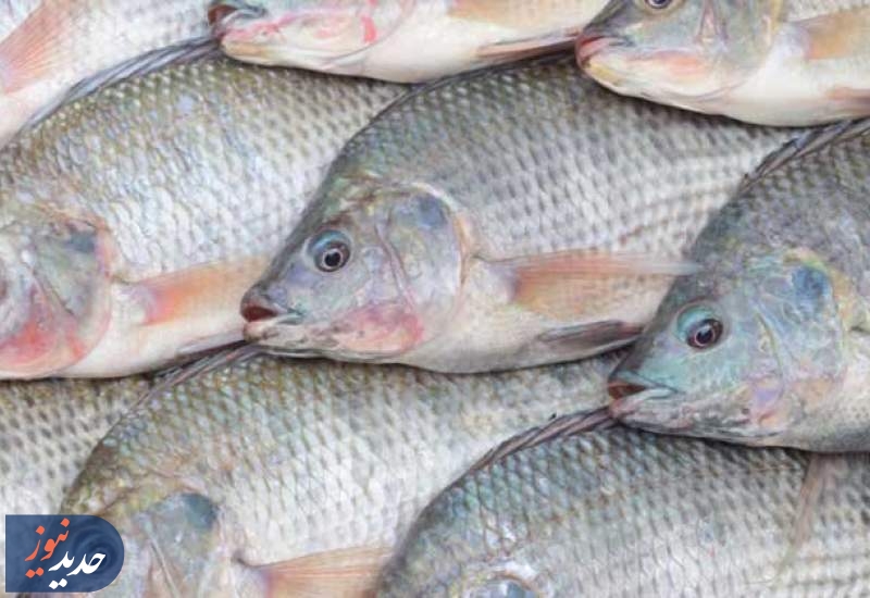 سرنوشت پرورش تیلاپیا به کجا رسید؟