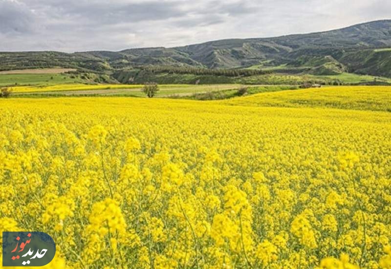 رویای خودکفایی روغن محقق می‌شود؟