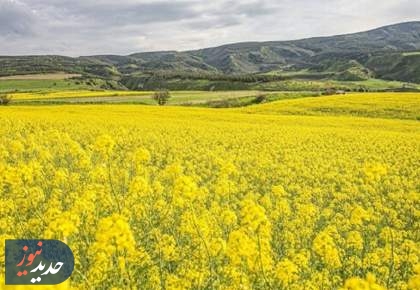 رویای خودکفایی روغن محقق می‌شود؟