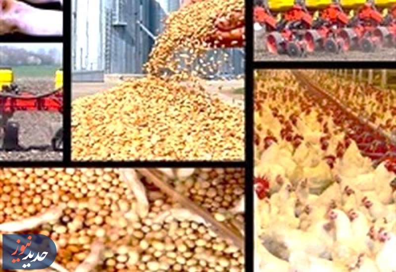 گلایه تولید کنندگان | مرغداران بدون دان مانده‌اند