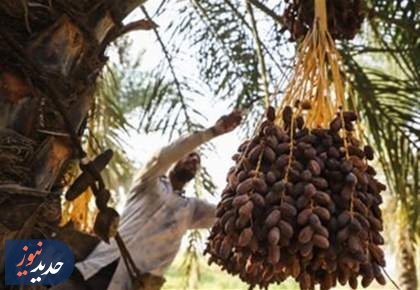 حذف 5 محصول کشاورزی از فهرست عوارض آب مجازی 