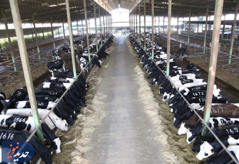 «خالی فروشی»| عدم نظارت بر بازارگاه و ثبت صوری سفارشات «خالی فروشی»| عدم نظارت بر بازارگاه و ثبت صوری سفارشات