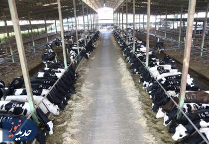 «خالی فروشی»| عدم نظارت بر بازارگاه و ثبت صوری سفارشات