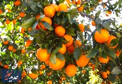 برداشت نارنگی از باغات هاشم‌آباد گرگان + تصاویر  <img src="/images/picture_icon.png" width="16" height="16" border="0" align="top">