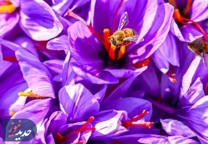 برداشت طلای سرخ در لرستان + تصاویر