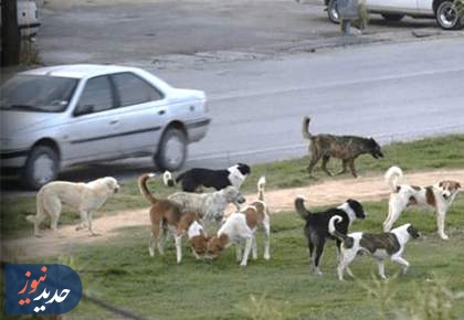 سگ ولگرد عامل فوت عابر پیاده شد