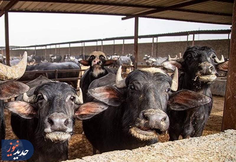 صدور مجوز واردات گوشت گاومیش از هند با قیمت 4.5 یورو