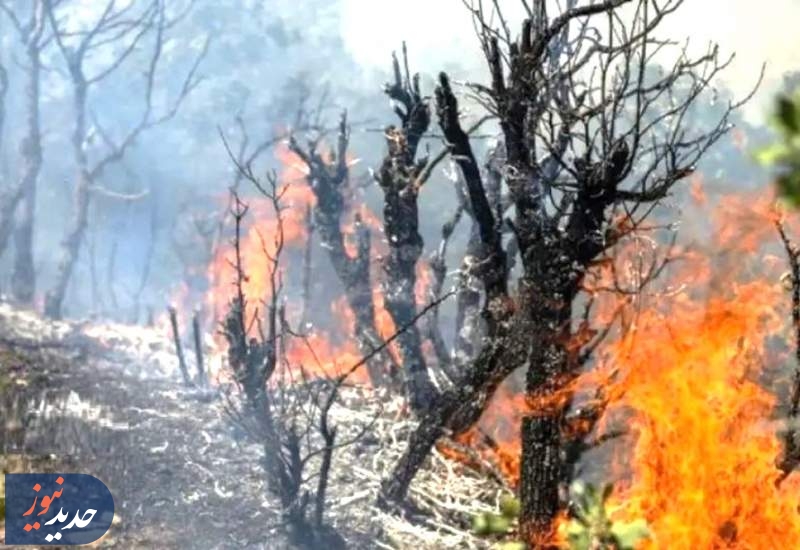 جنگل‌ها زیر فشار کم‌آبی و سوء‌مدیریت