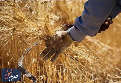 افزایش۴۶ درصدی نرخ گندم صنف در بودجه سال آینده