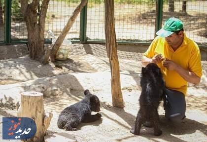 توضیحات سازمان محیط زیست درباره شیوع بیماری در پردیسان