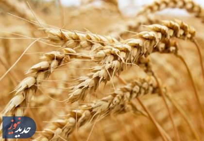 افزایش 200 همتی اعتبار خرید گندم