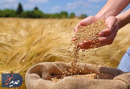 ارز واردات گندم دوباره ۲۸۵۰۰ تومان شد
