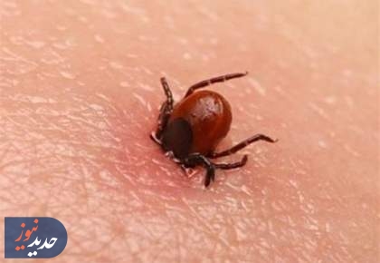 مرگ 5 نفر بر اثر تب کریمه کنگو در کشور